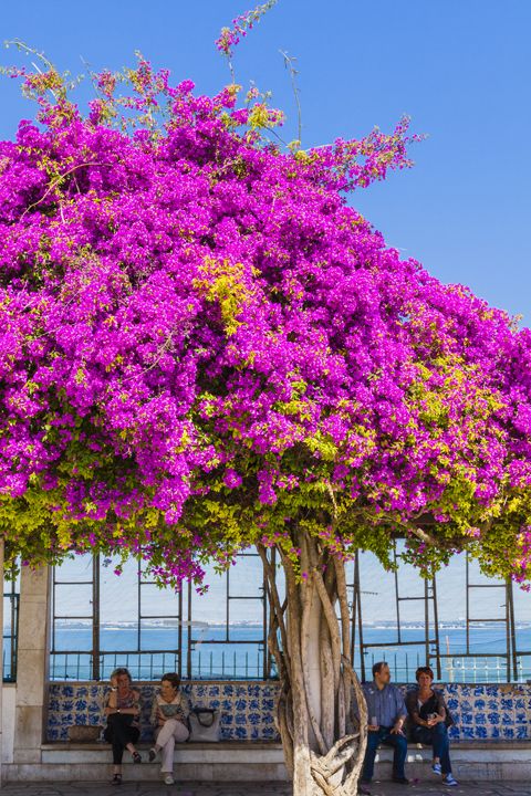 Flower, Purple, Magenta, Pink, Violet, Petal, Bougainvillea, Annual plant, Loosestrife and pomegranate family, 