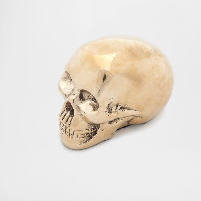 Bone, Skull, Beige, Tooth, Natural material, Fossil, 
