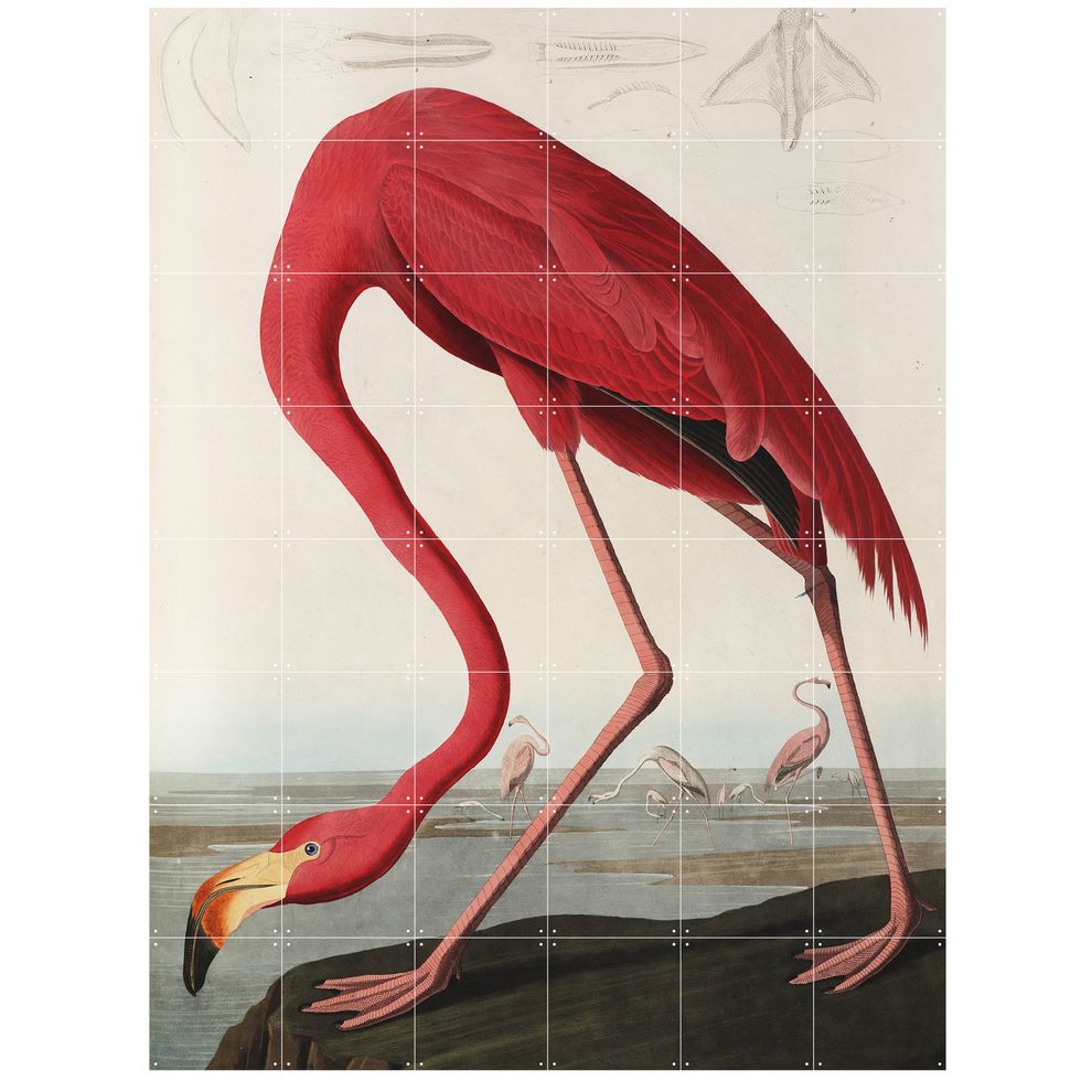 Organism, Red, Bird, Carmine, Neck, Beak, Art, Feather, Flamingo, Illustration, 