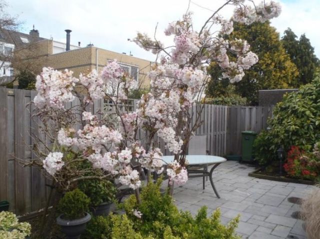 Shrub, Flower, Petal, Garden, Outdoor furniture, Blossom, Spring, Outdoor table, Yard, Backyard, 