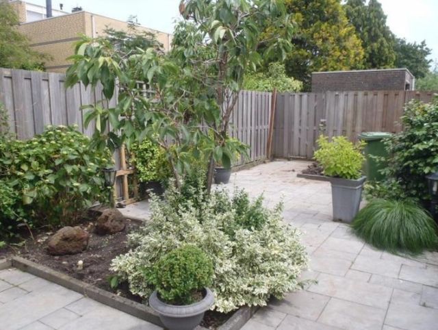 Plant, Shrub, Garden, Flowerpot, Land lot, Home fencing, Backyard, Groundcover, Yard, Annual plant, 