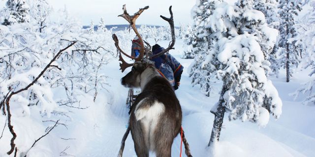Deer, Winter, Branch, Vertebrate, Snow, Reindeer, Freezing, Twig, Elk, Working animal, 