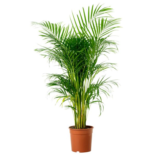 Flowerpot, Terrestrial plant, Grass family, Houseplant, Plant stem, Vase, Pottery, 