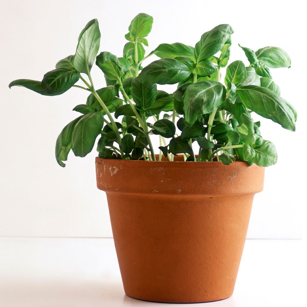 Flowerpot, Leaf, Houseplant, Annual plant, Interior design, Herb, Peach, Plant stem, Herbaceous plant, 