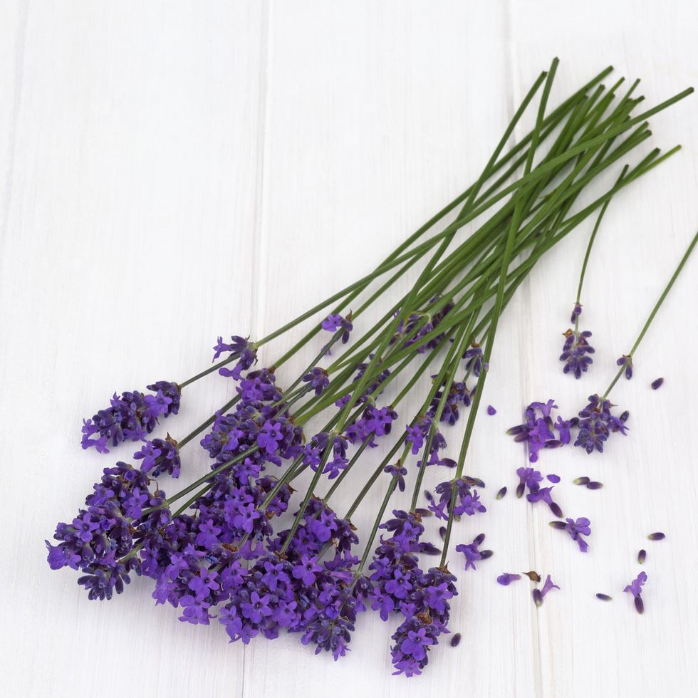 Purple, Lavender, Violet, Ingredient, Herb, Produce, Natural foods, Whole food, Vegetable, Annual plant, 