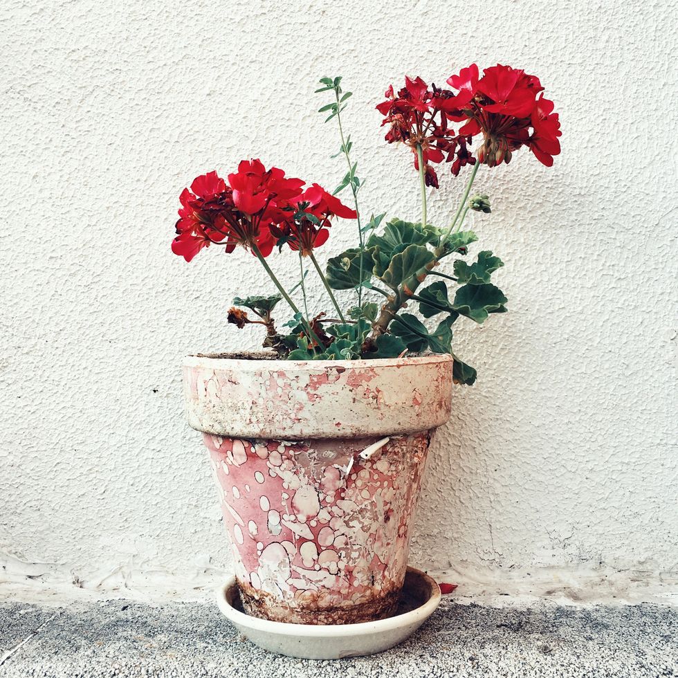 Flower, Petal, Flowerpot, Flowering plant, Still life photography, Vase, Plant stem, Annual plant, Floral design, Still life, 