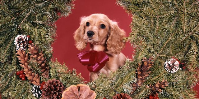 Dog, Dog breed, Sporting Group, Christmas decoration, Carnivore, Natural material, Liver, Christmas, Conifer cone, Pine family, 