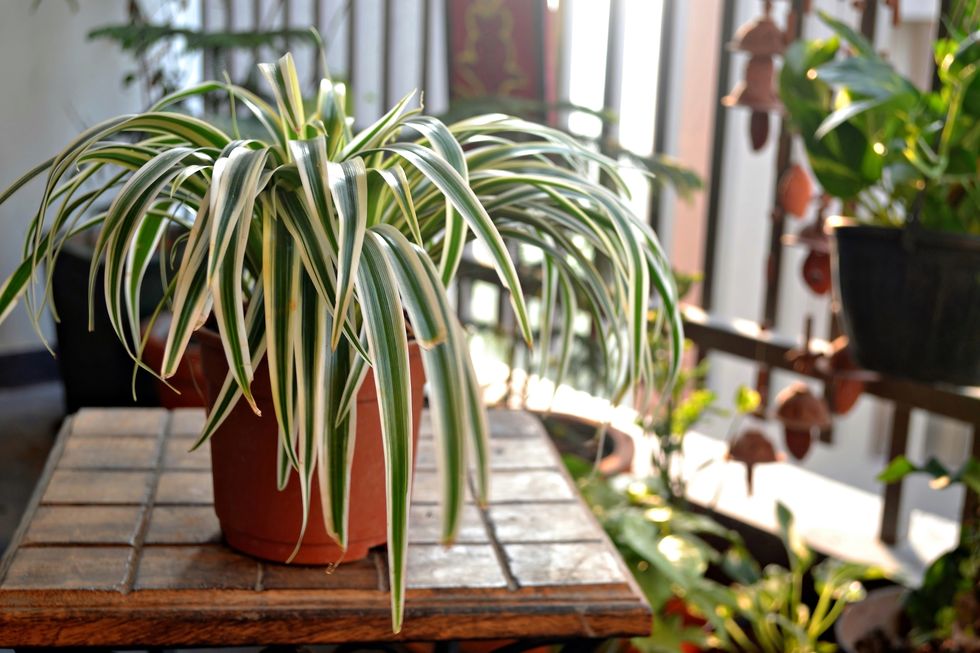 Houseplant, Flowerpot, Flower, Plant, Room, Herb, Table, Nepenthes, 
