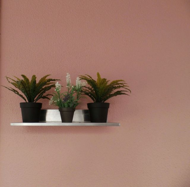Flowerpot, Wall, Botany, Houseplant, Interior design, Pottery, Perennial plant, Vase, 