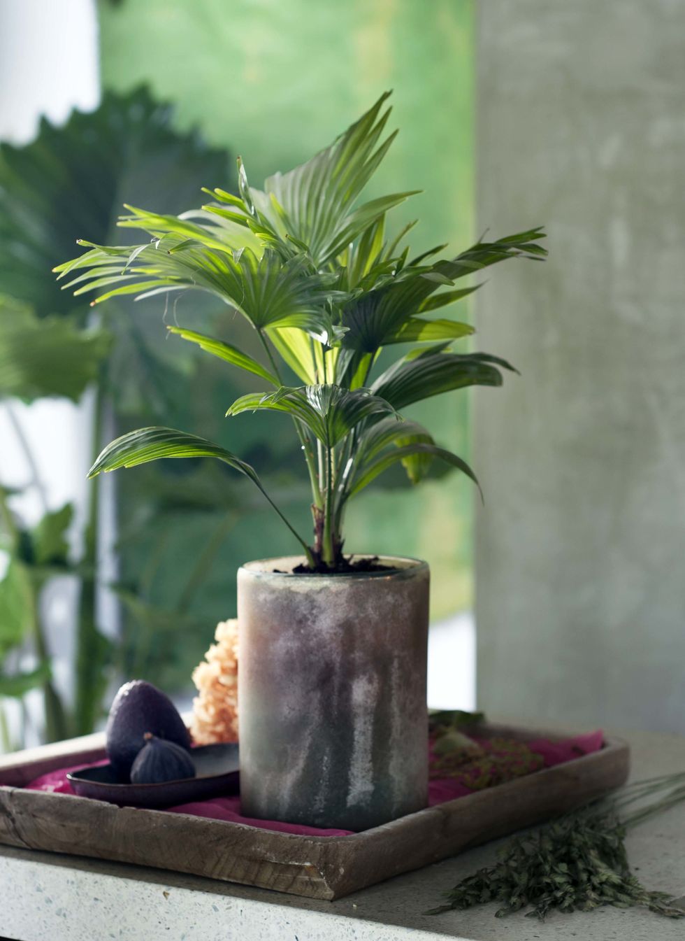 Flowerpot, Botany, Terrestrial plant, Plant stem, Houseplant, Annual plant, Pottery, Vase, Hemp family, 