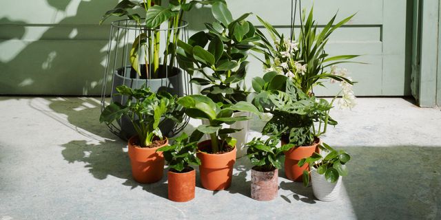Flowerpot, Plant, Houseplant, Annual plant, 