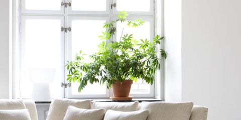Flowerpot, White, Room, Houseplant, Plant, Window, Interior design, Flower, Living room, Leaf, 