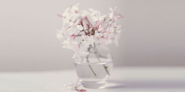 White, Flower, Pink, Cut flowers, Vase, Plant, Lilac, Spring, Still life photography, Blossom, 