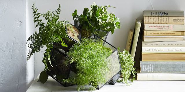 Flowerpot, Plant, Herb, Houseplant, Flower, Vascular plant, Floral design, Aquatic plant, Fines herbes, Non-vascular land plant, 