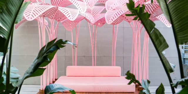 Pink, Bird, Room, Interior design, Plant, Baby shower, House, Flower, 