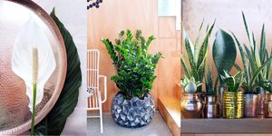 houseplant, flowerpot, plant, flower, room, herb, grass, table, interior design,