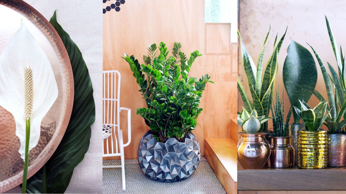 preview for Plants to Liven Up Your Office Space