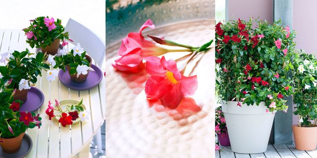 Petal, Flower, Pink, Floristry, Cut flowers, Flowerpot, Flowering plant, Flower Arranging, Magenta, Floral design, 