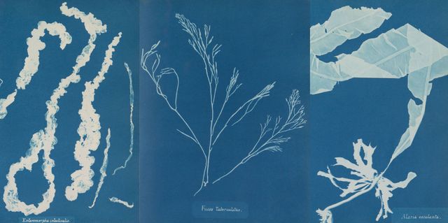 Blue, Botany, Pattern, Design, Organism, Branch, Plant, World, Illustration, Art, 