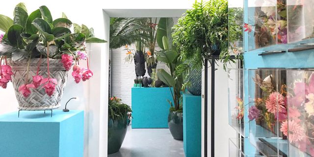 Flowerpot, Houseplant, Interior design, Plant, Flower, Room, Building, House, Architecture, Floristry, 