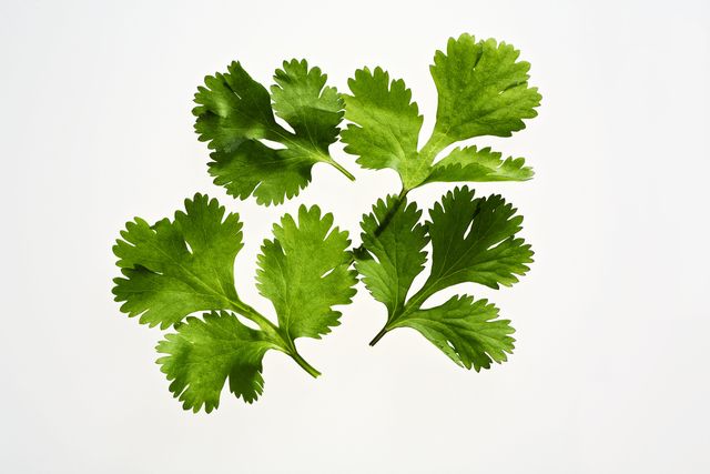 Leaf, Herb, Annual plant, Flowering plant, Plant stem, Parsley family, Coriander, Parsley, Perennial plant, Chinese celery, 