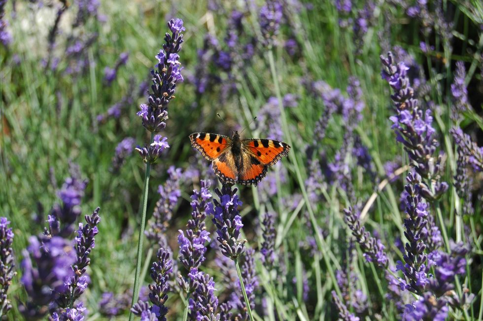 Cynthia (subgenus), Flowering plant, Lavender, English lavender, Flower, Lavender, French lavender, Hyssopus, Plant, Butterfly, 