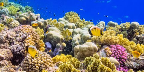 Reef, Coral reef, Stony coral, Coral reef fish, Underwater, Coral, Natural environment, Marine biology, Fish, Fish, 