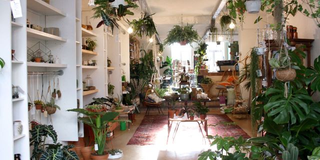 Dit zijn de leukste plantenwinkels van Nederland