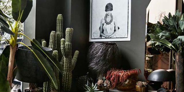 Cactus, Plant, Flower, Botany, Still life photography, Room, Houseplant, Organism, Terrestrial plant, Adaptation, 