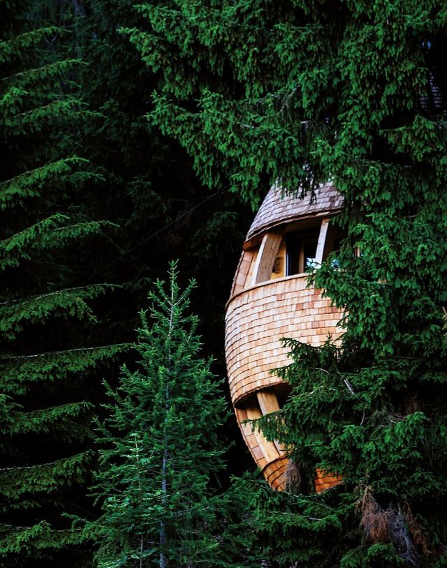Green, Tree, House, Woody plant, Tree house, Plant, Forest, Architecture, Building, Night, 