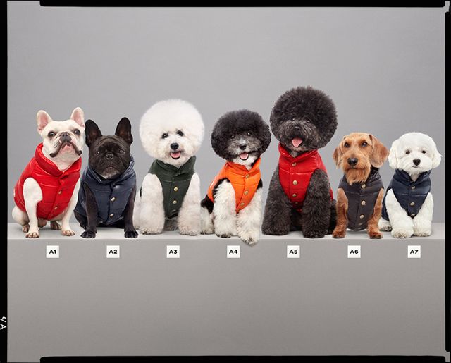Dog, Canidae, Carnivore, Companion dog, Dog breed, Puppy love, Photo caption, Poodle, Toy, Stuffed toy, 