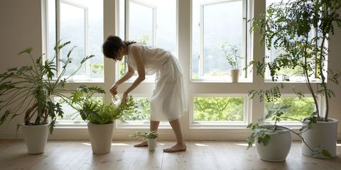 Houseplant, White, Flowerpot, Floor, Window, Interior design, Flooring, Room, Plant, Grass, 
