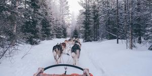 Dog sled, Mammal, Snow, Dog, Mushing, Canidae, Sled dog racing, Sled dog, Vehicle, Winter, 