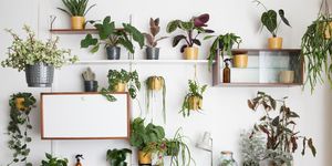 Flowerpot, Houseplant, Shelf, Room, Furniture, Wall, Plant, Shelving, Interior design, Botany, 