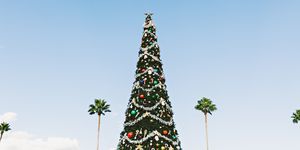 Tree, Christmas tree, Christmas decoration, Christmas ornament, Woody plant, Christmas, Evergreen, Sky, Leaf, Pine, 