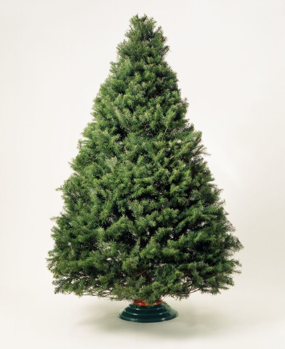 Tree, shortleaf black spruce, balsam fir, Columbian spruce, White pine, Yellow fir, Colorado spruce, oregon pine, Arizona Cypress, Canadian fir, 