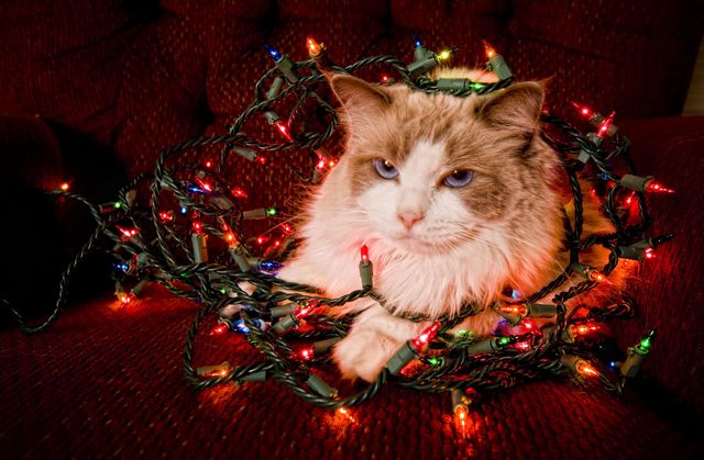 Cat, Christmas ornament, Christmas, Whiskers, Felidae, Small to medium-sized cats, Christmas decoration, Christmas tree, Tree, Christmas eve, 