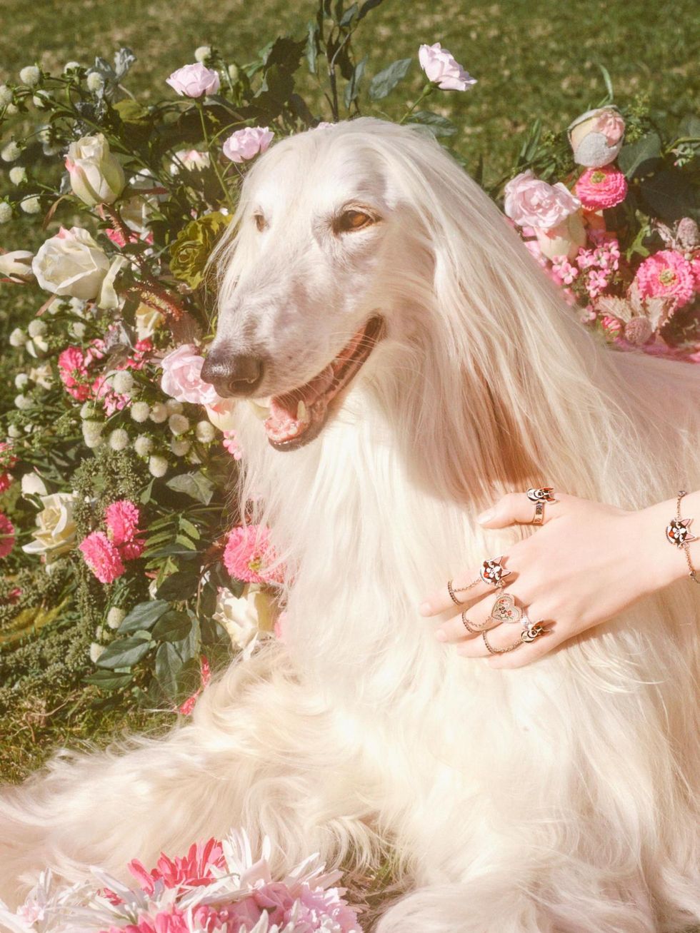 Dog, Canidae, Pink, Borzoi, Afghan hound, Carnivore, Dog breed, Plant, Flower, Fawn, 