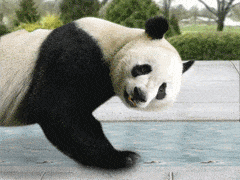 Panda, Terrestrial animal, Bear, Snout, Adaptation, Organism, Carnivore, Wildlife, Zoo, National park, 