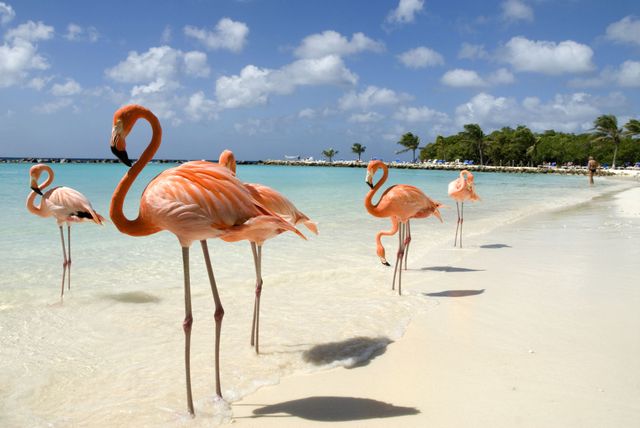 Flamingo, Greater flamingo, Bird, Water bird, Wildlife, Vacation, Beak, Sky, Summer, Adaptation, 