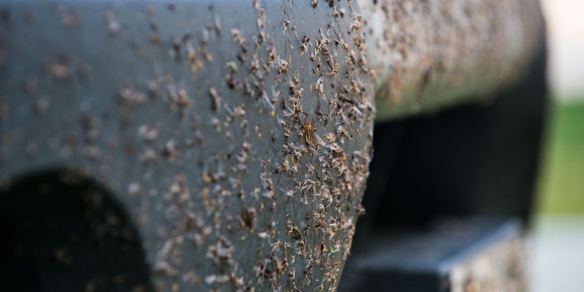 Cómo eliminar los mosquitos de la pintura del coche