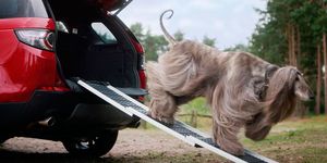 Dog, Canidae, Vehicle, Automotive exterior, Car, Sporting Group, Carnivore, Dog breed, Vehicle door, Bumper, 