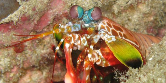 Mantis shrimp, Invertebrate, Organism, Marine biology, Macro photography, Pest, Insect, Underwater, Decapoda, Crustacean, 
