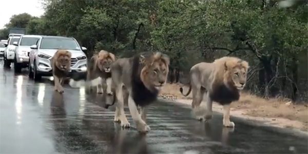 Este grupo de leones provoca un atasco en una carretera de Sudáfrica