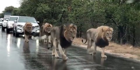 Este grupo de leones provoca un atasco en una carretera de Sudáfrica