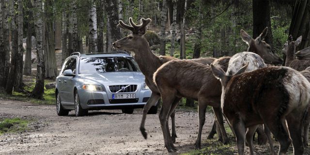 Deer, Vehicle registration plate, Organism, Headlamp, Grille, Elk, Automotive lighting, Full-size car, Terrestrial animal, Wildlife, 
