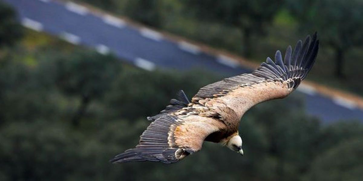 Estudio científico: Los pájaros adaptan su vuelo a las limitaciones de  velocidad en las carreteras