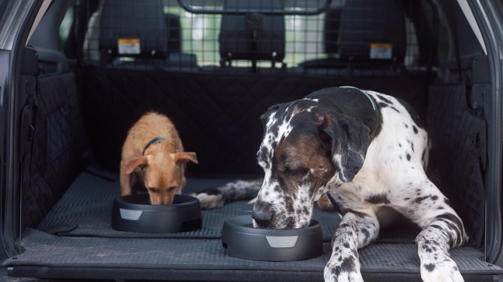 Dog, Mammal, Canidae, Dog breed, Pointer, Carnivore, Sporting Group, Old danish pointer, Snout, Great dane, 