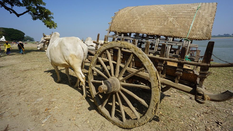 oxcart, Vehicle, Wagon, Cart, Mode of transport, Wheel, Rural area, Working animal, Bovine, Plant, 