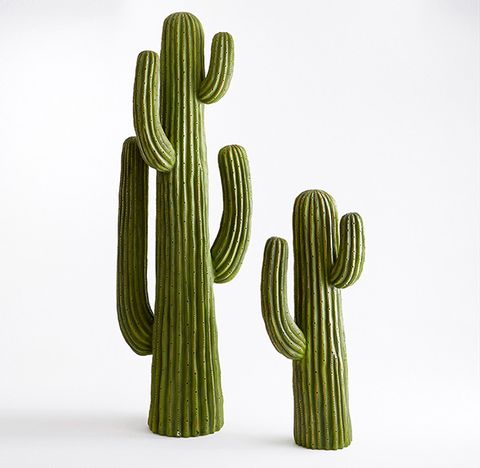 Terrestrial plant, Cactus, Still life photography, Saguaro, 